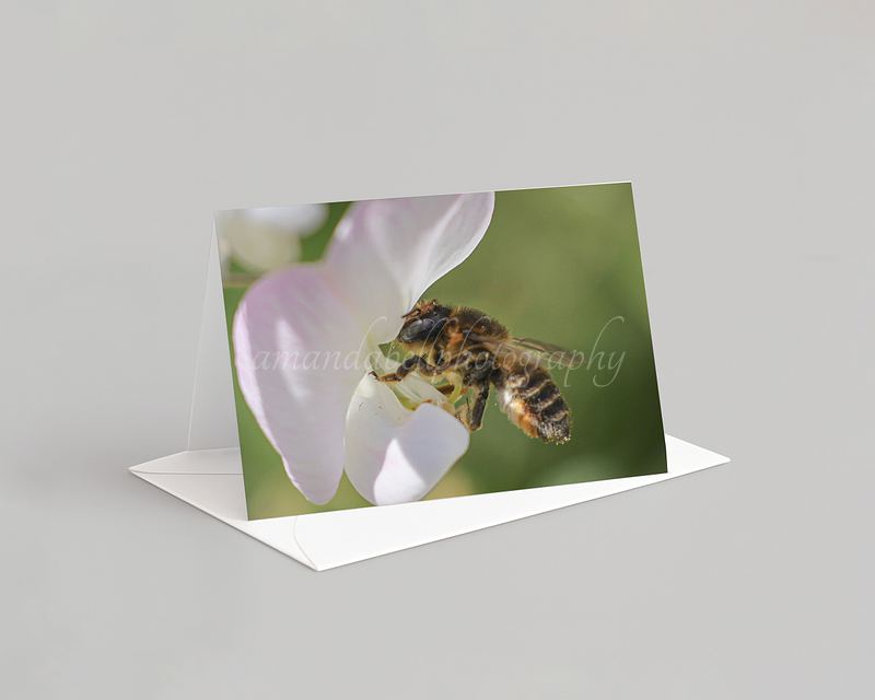 Bee Card Pack