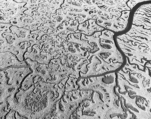 Swamp Pattern