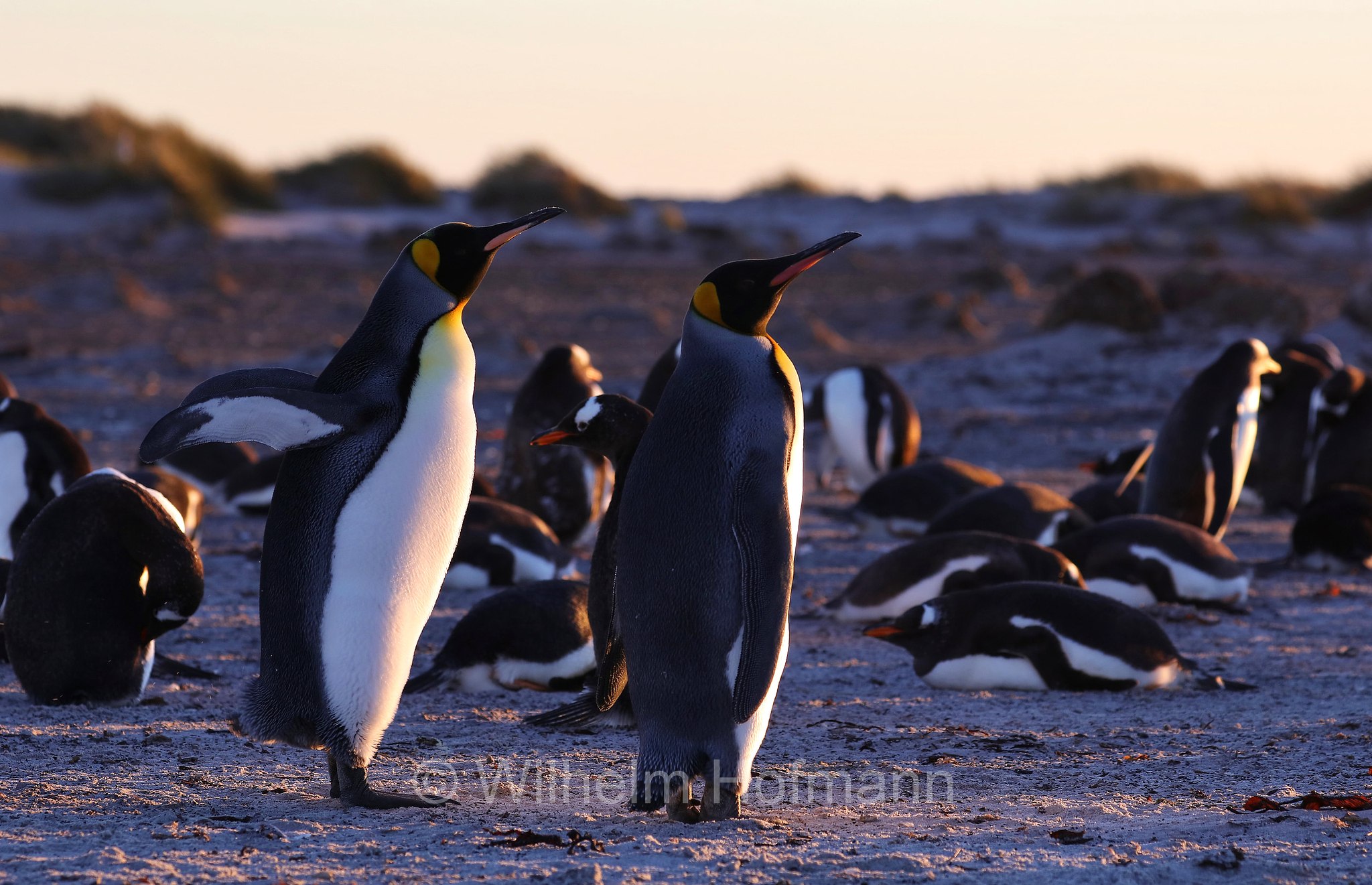 king penguin, Königspinguin, pinguino reale, Aptenodytes patagonicus, Sealion Island, Sea Lion Island, Isla de los Leones Marinos, Falkland Islands, Falklandinseln, Isole Falkland