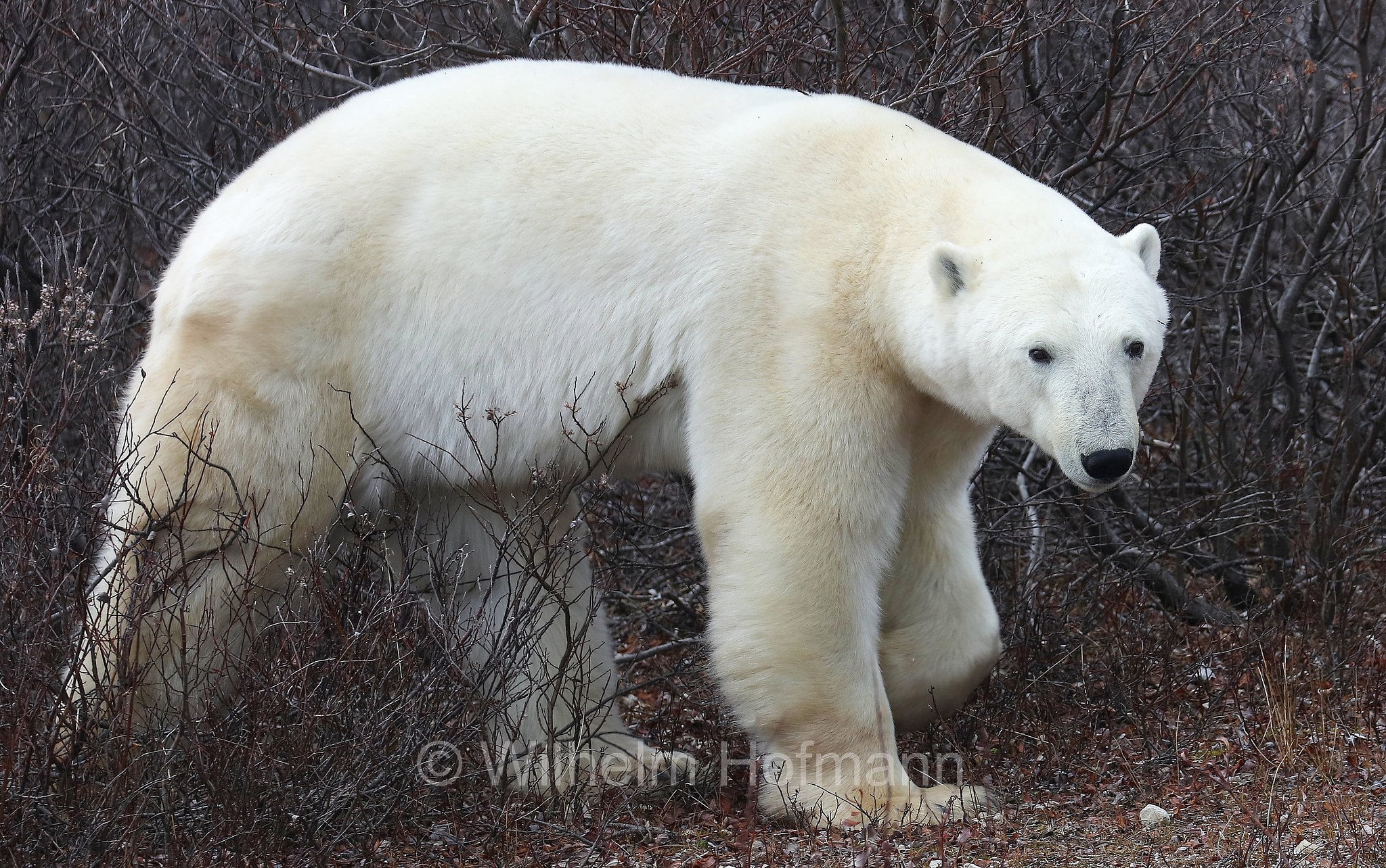 Ursus maritimus, polar bear, Eisbär, Polarbär, orso polare, orso bianco, Polar Bear Reserve, Churchill, Manitoba, Canada, Kanada