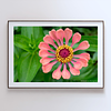 THE ONE - WILDLIFE & NATURE - "Plush Zinnia" - LIMITED EDITION 3 of 5