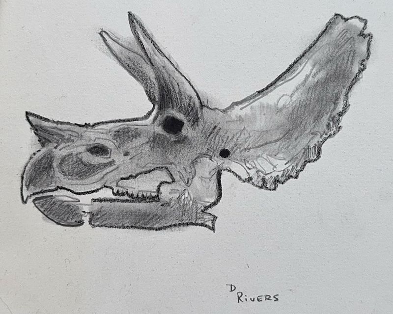 Triceratops