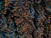Abstracte natuurfotografie (4 juli 2026)