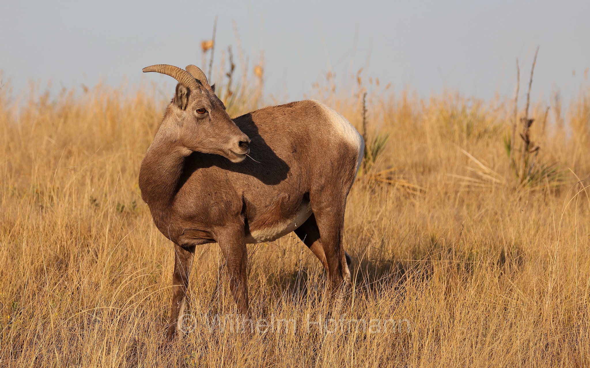 Ovis canadensis canadensis, Rocky Mountain bighorn sheep, Rocky-Mountains-Dickhornschaf, bighorn delle Montagne Rocciose, Sage Creek Basin Overlook, Badlands National Park, Badlands-Nationalpark, parco nazionale delle Badlands, South Dakota, Dakota del Sud, USA