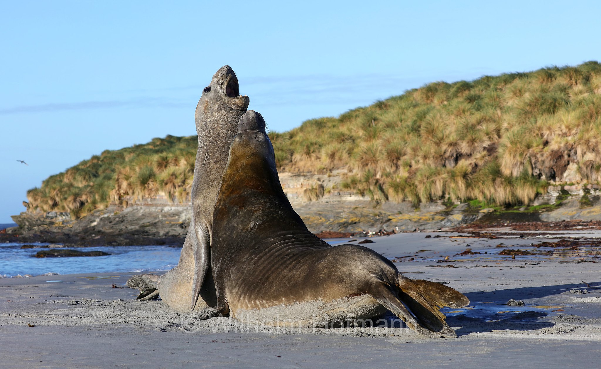 southern elephant seal, Südlicher See-Elefant, elefante marino meridionale, Mirounga leonina, Sealion Island, Sea Lion Island, Isla de los Leones Marinos, Falkland Islands, Falklandinseln, Isole Falkland