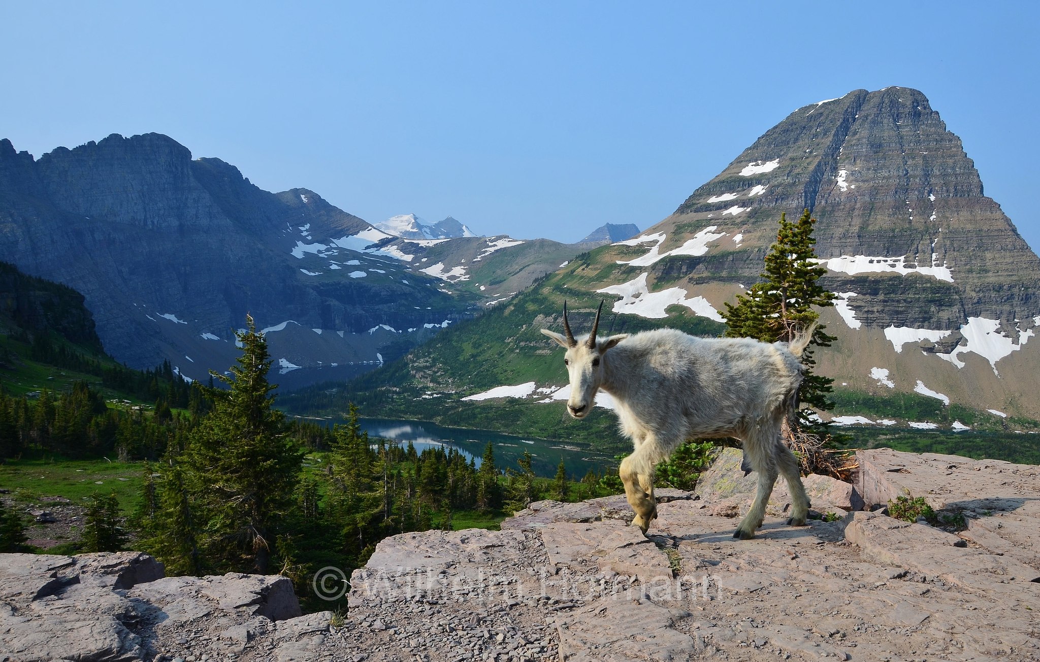 Oreamnos americanus, mountain goat, Rocky Mountain goat, Schneeziege, Bergziege, capra delle nevi, aplocero, Hidden Lake, Bearhat Mountain, Glacier National Park, Glacier-Nationalpark, parco nazionale dei ghiacciai, Montana, USA