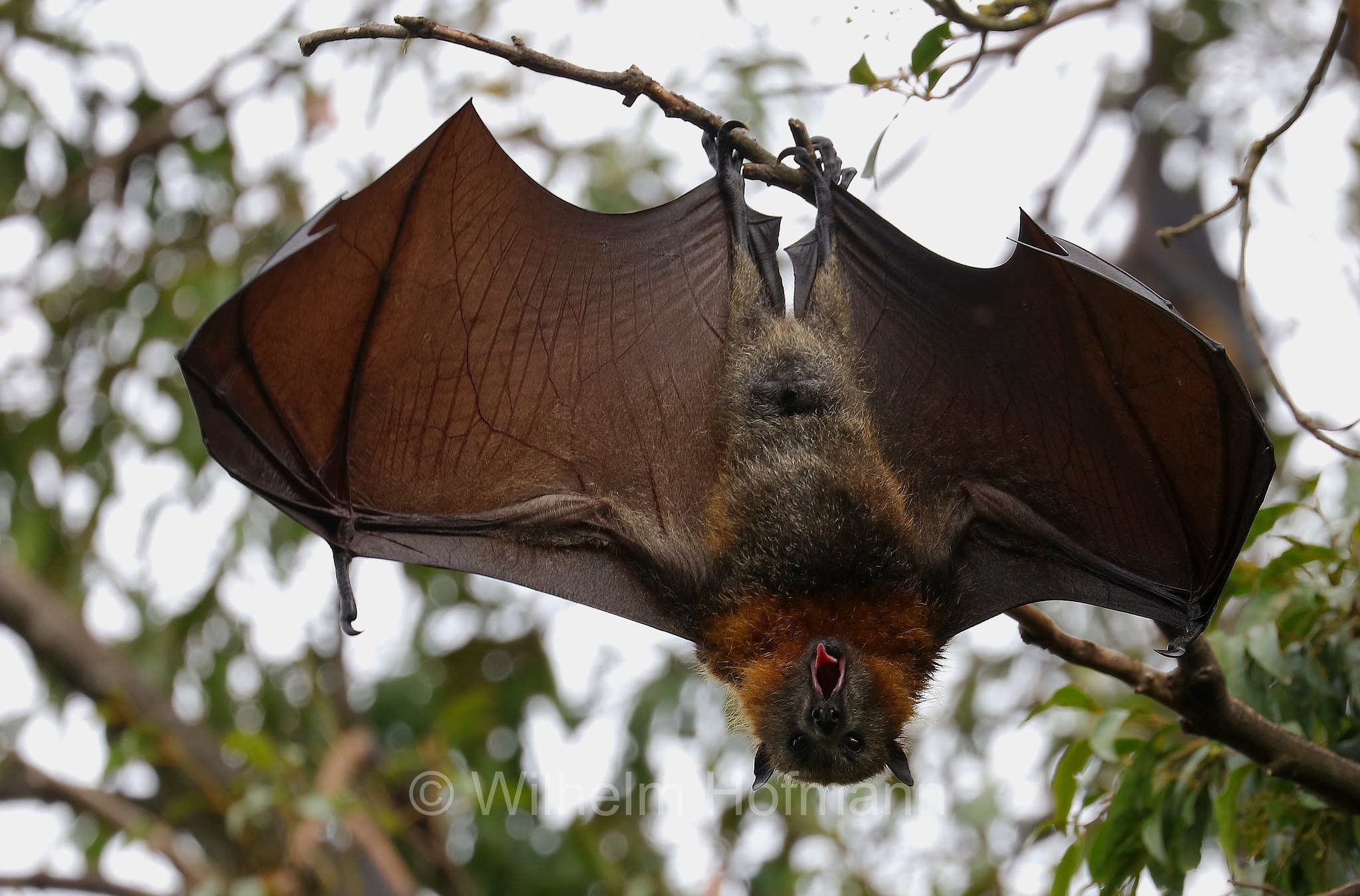 grey-headed flying fox, Graukopf-Flughund, volpe volante dalla testa grigia, Pteropus poliocephalus, Colac Botanic Gardens, Victoria, Australia, Australien