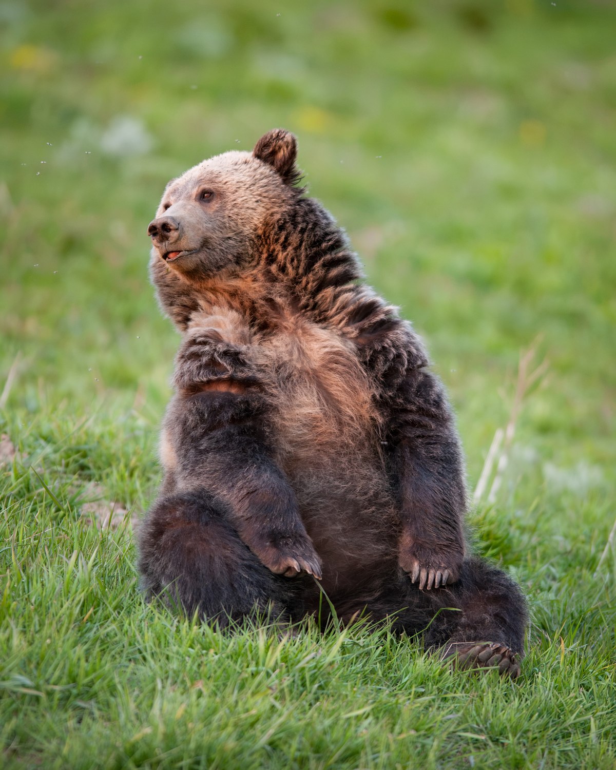 Sit-Up