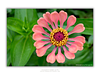 THE ONE - WILDLIFE & NATURE - "Plush Zinnia" - LIMITED EDITION 3 of 5