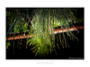 THE ONE - WILDLIFE & NATURE - "Green Chandelier" - LIMITED EDITION 4 of 5