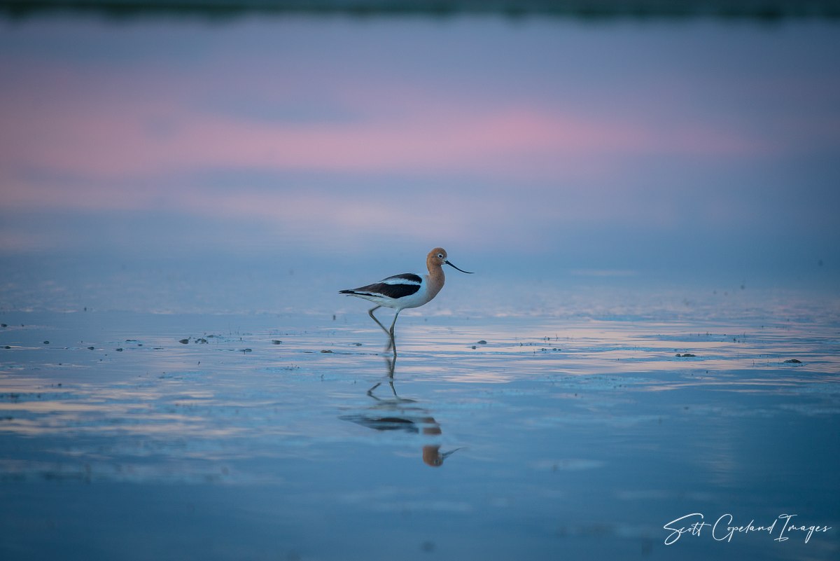 Avocet at Dusk