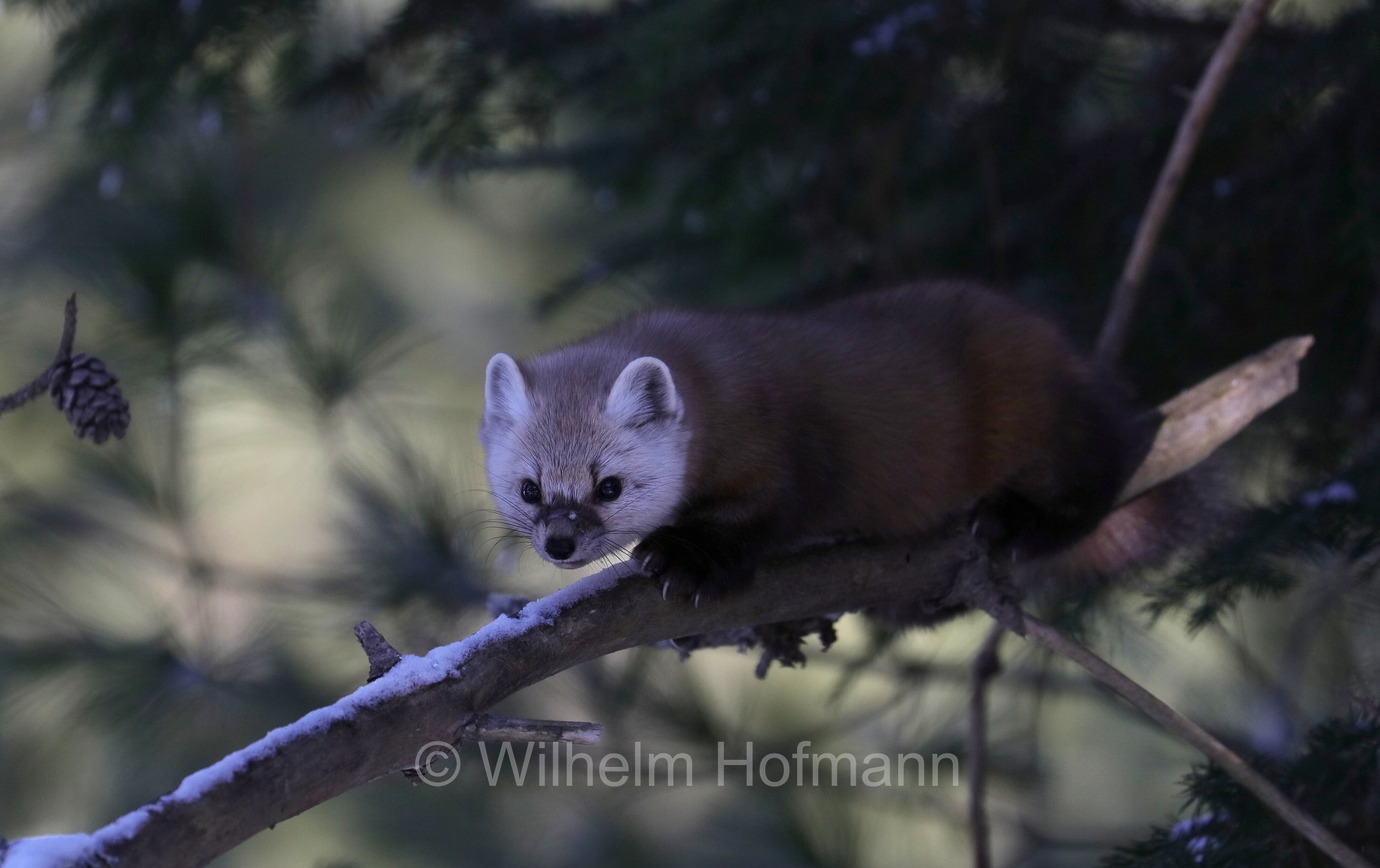 Martes americana, American marten, American pine marten, pine marten, Fichtenmarder, martora americana, Mew Lake Campground, Algonquin Provincial Park, Parco provinciale di Algonquin, Ontario, Canada, Kanada