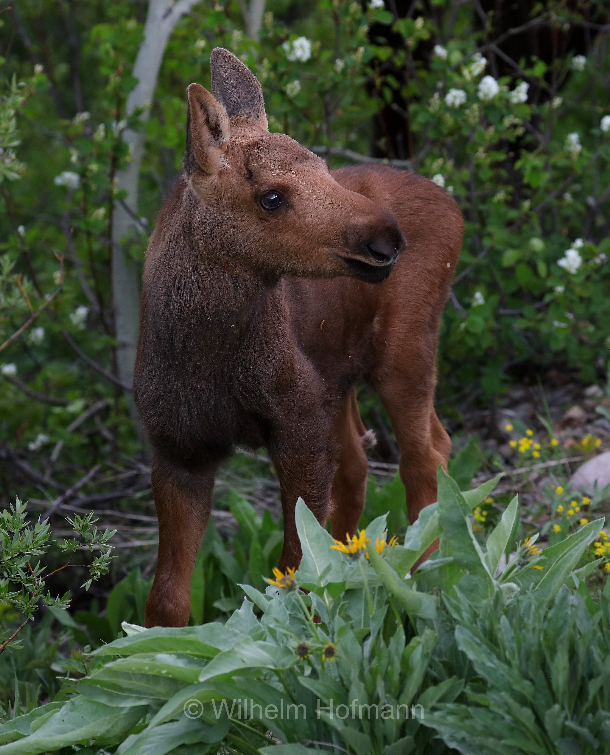 Shiras moose, Wyoming moose, Yellowstone moose, Yellowstone-Elch, Shiraz-Elch, Wyoming-Elch, alce di Shiras, Alces alces shirasi, Taggart Creek, Grand Teton National Park, Grand-Teton-Nationalpark, parco nazionale del Grand Teton, Wyoming, USA