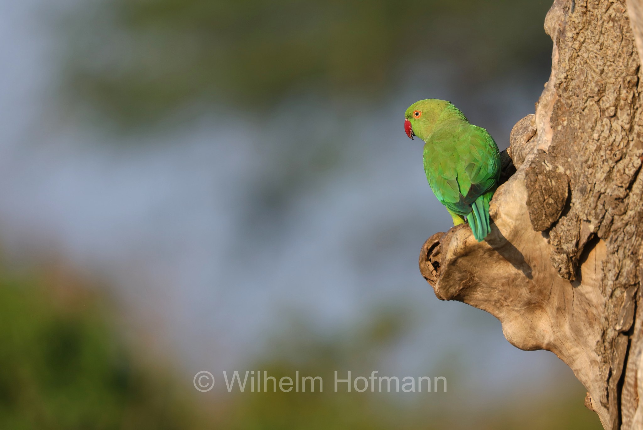 Indian rose-ringed parakeet, Indischer Halsbandsittich, parrocchetto dal collare indiano, Psittacula krameri manillensis, Sri Lanka, Bundala National Park, Bundala Nationalpark, Parco nazionale Bundala