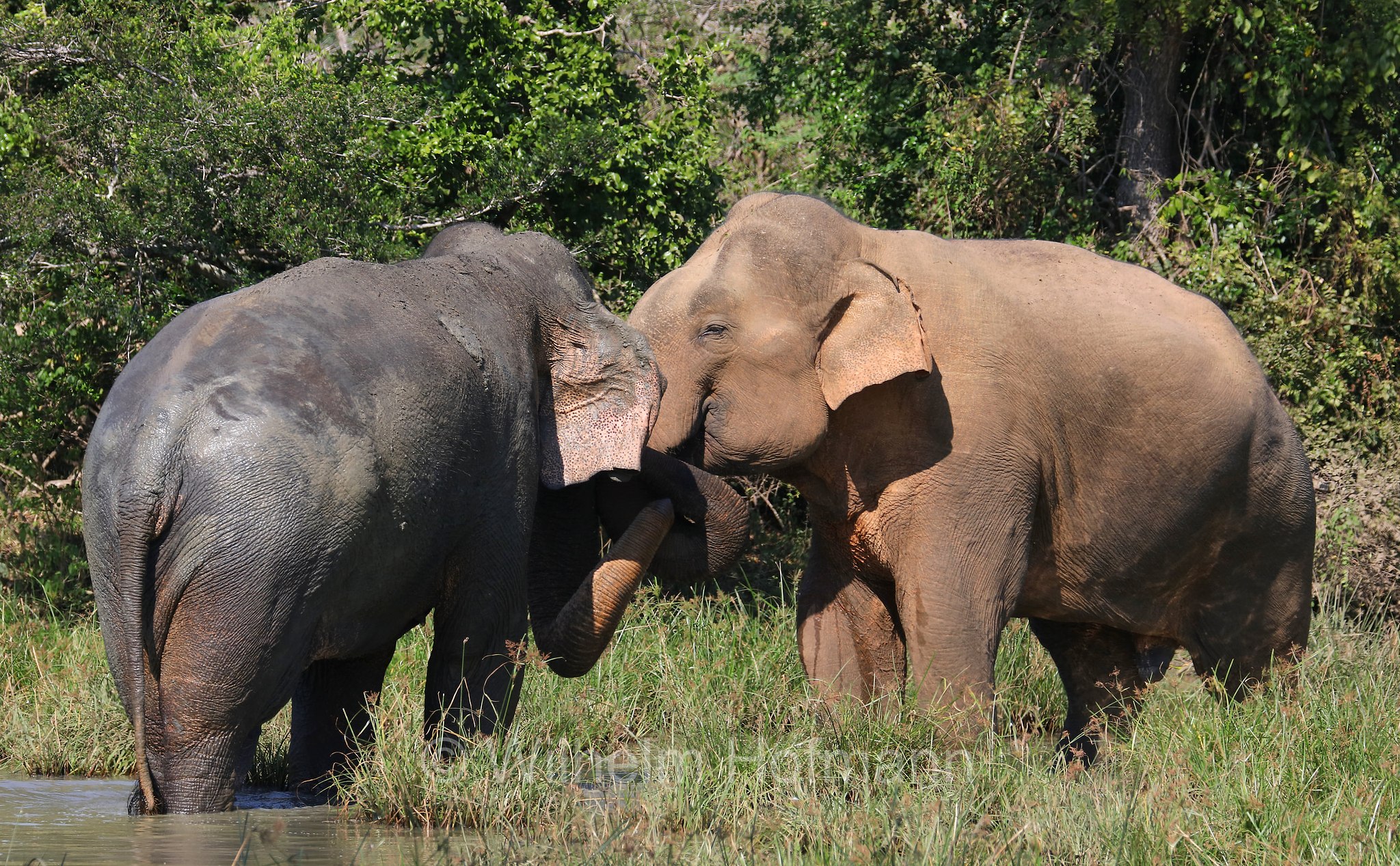 Sri Lankan elephant, Sri-Lanka-Elefant, Ceylon-Elefant, elefante dello Sri Lanka, Elephas maximus maximus, Sri Lanka, Bundala National Park, Bundala Nationalpark, Parco nazionale Bundala
