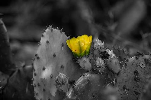 A selective color photograph featuring a brilliant yellow prickly pear cactus flower blooming from a grey-scale cactus pad.