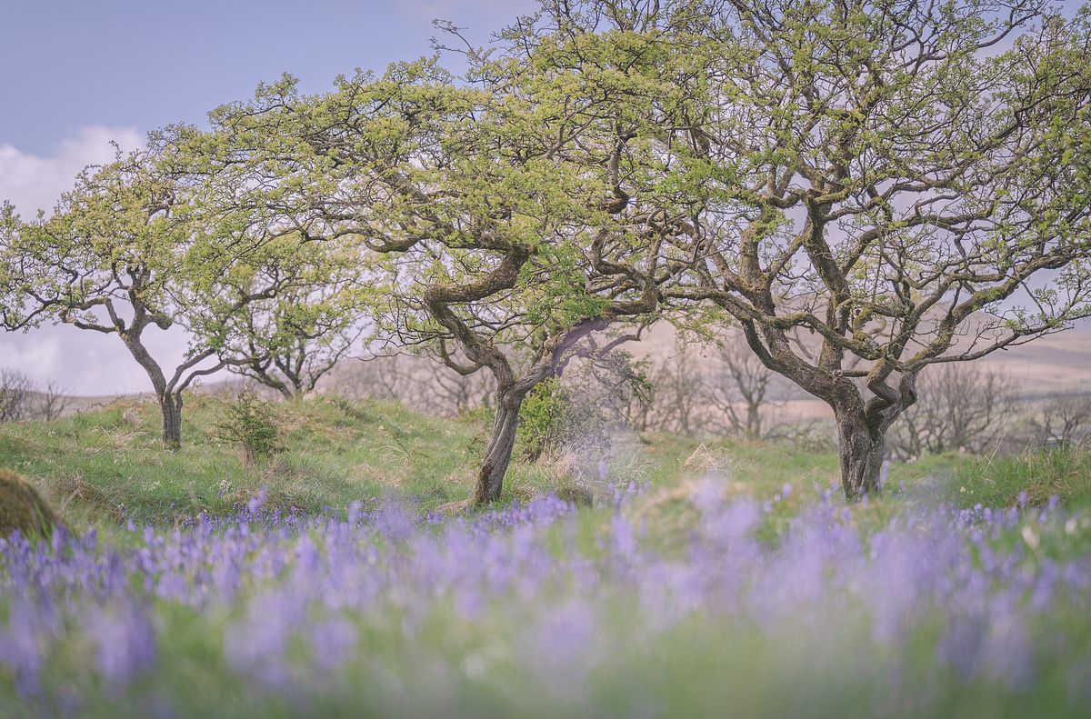 Hawthorns in spring
