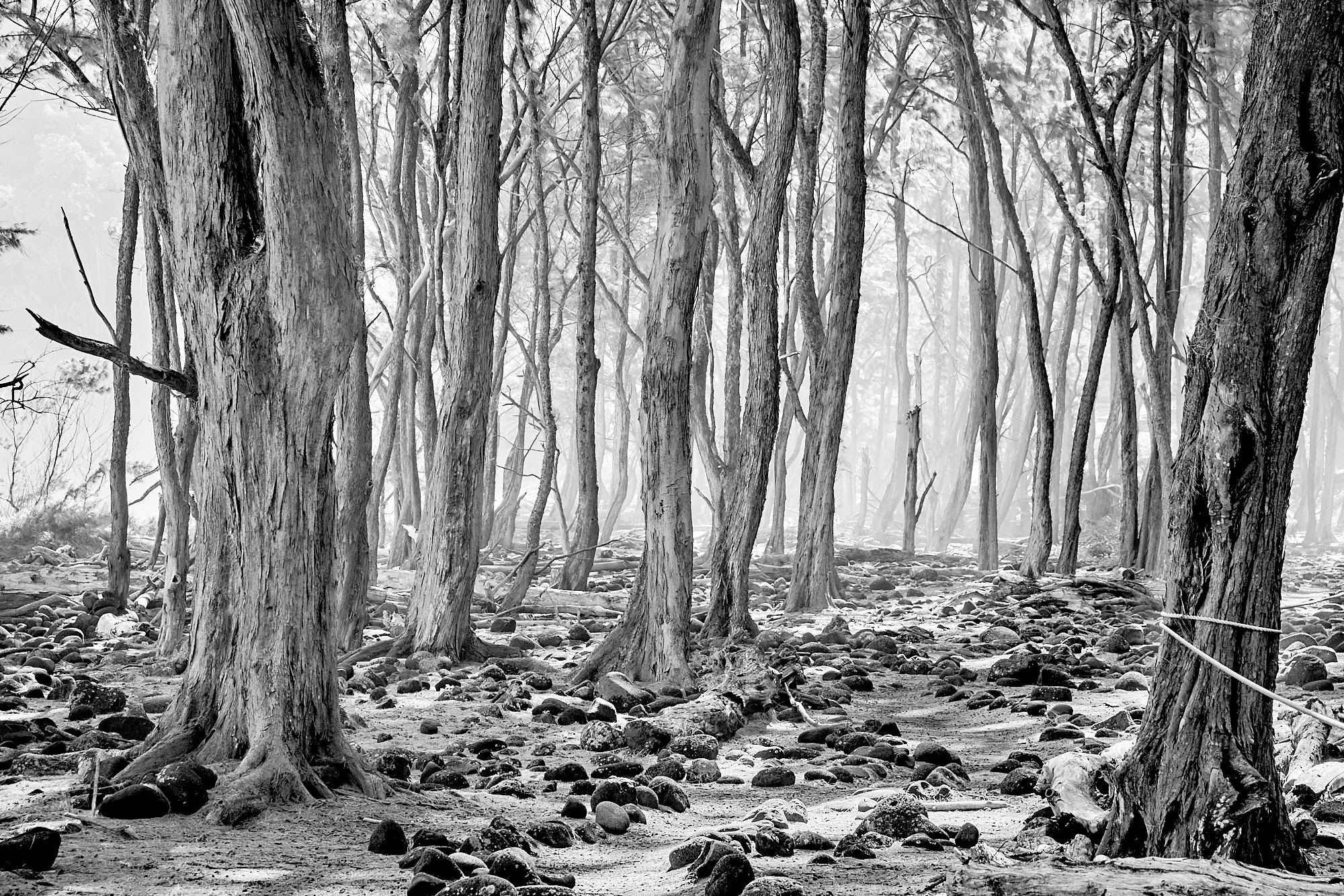 Coastal Ironwood Forest - Pololu Valley, Hawaii