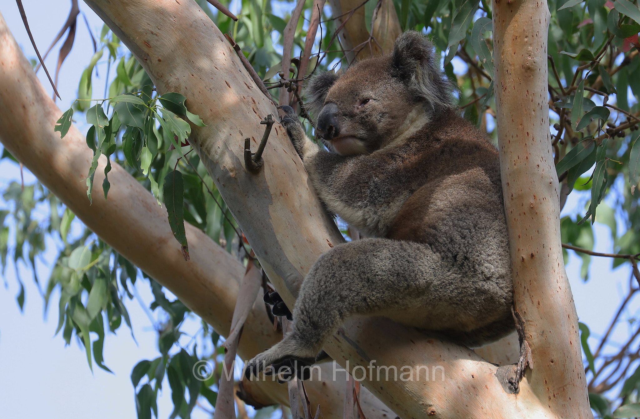 koala, Koala, Koalabär, Beutelbär, Manna Gum Drive, Great Otway National Park, Great-Otway-Nationalpark, parco nazionale Great Otway, Victoria, Australia, Australien