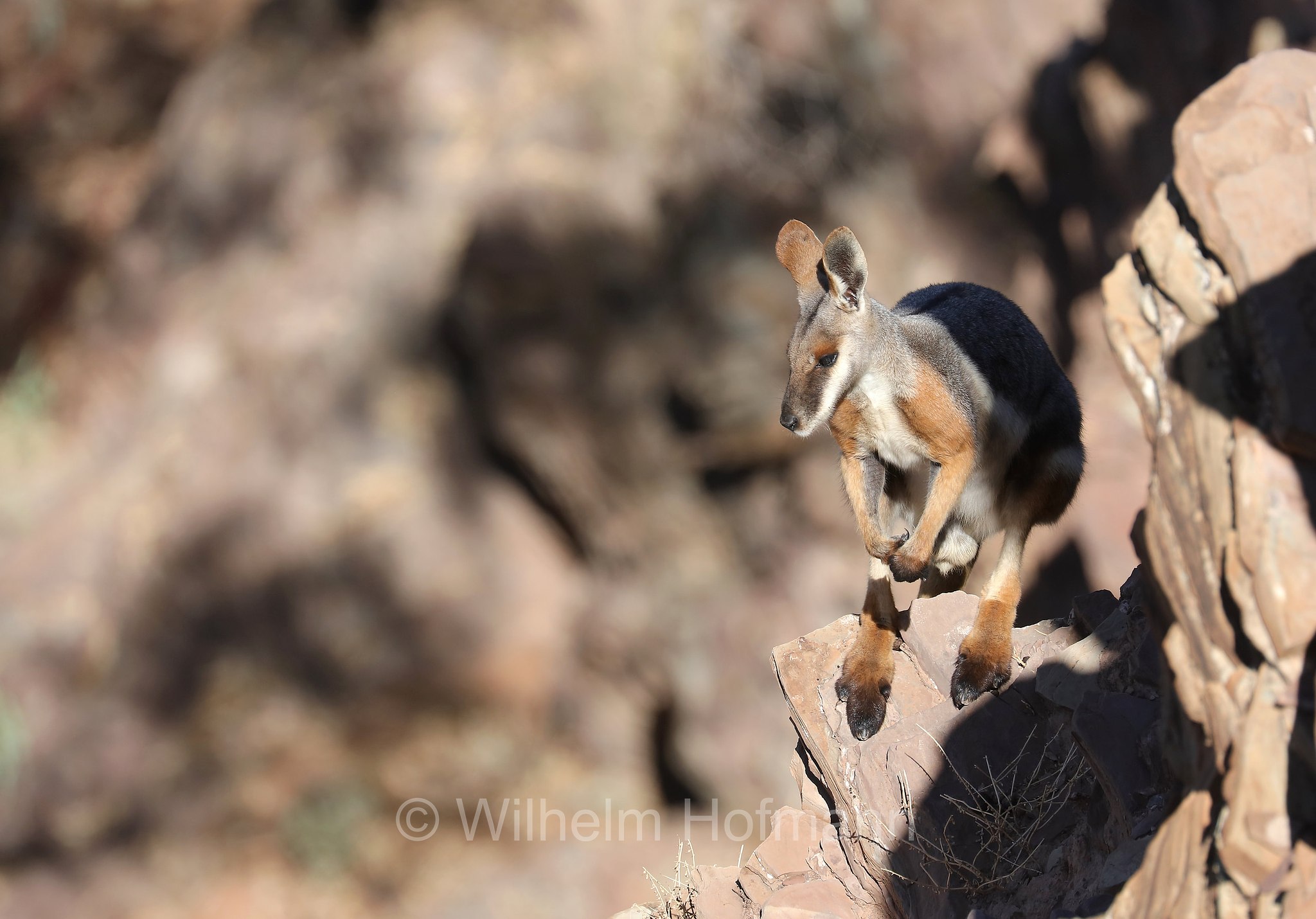 yellow-footed rock-wallaby, ring-tailed rock-wallaby, Gelbfuß-Felskänguru, wallaby delle rocce dai piedi gialli, Petrogale xanthopus, Brachina Gorge, Ikara–Flinders Ranges National Park, Ikara-Flinderskette-Nationalpark, parco nazionale Monti Flinders, South Australia, Südaustralien, Australia Meridionale, Australia, Australien