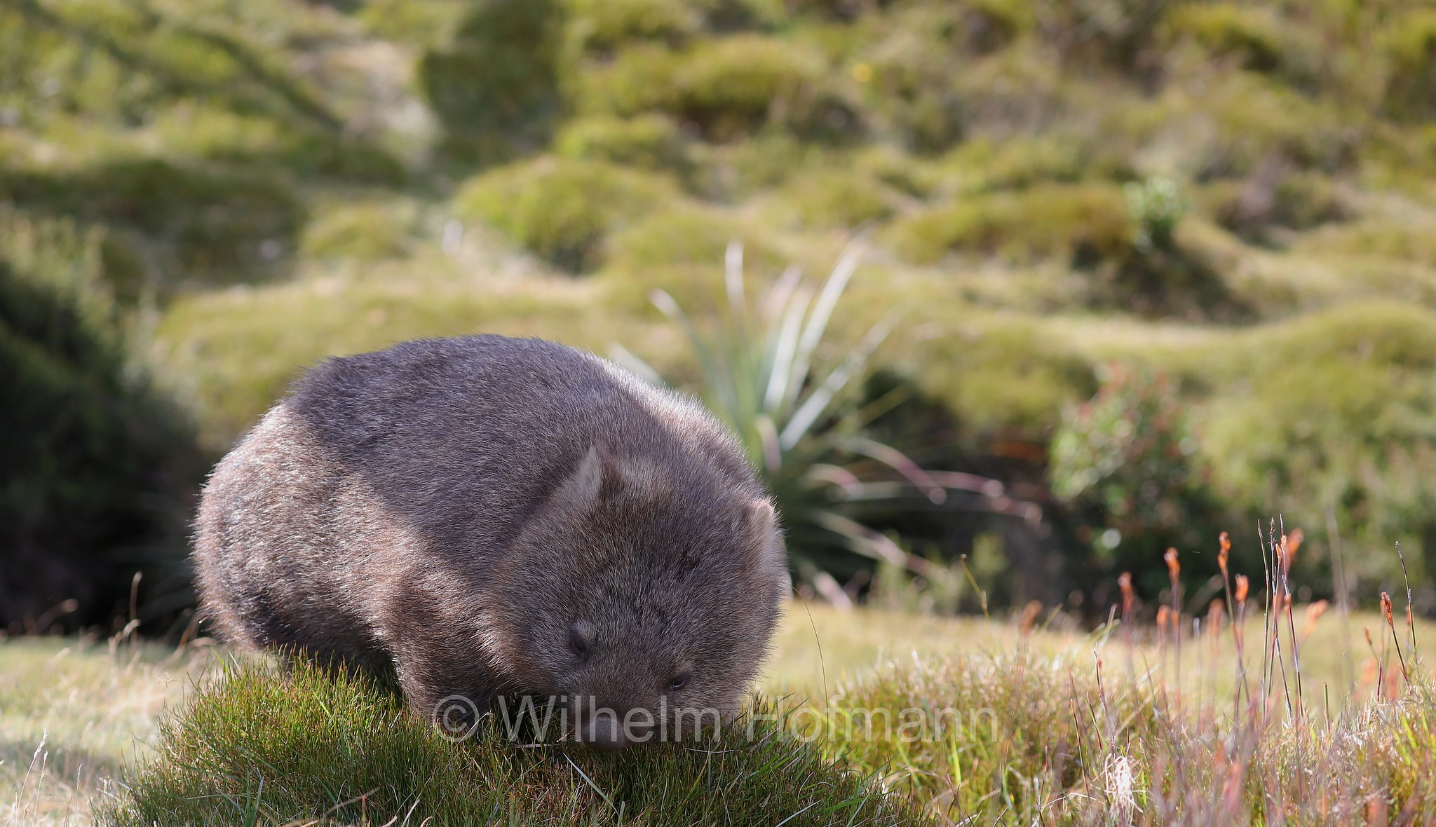 common wombat, bare-nosed wombat, Nacktnasenwombat, vombato comune, vombato dal pelo ruvido, Vombatus ursinus, Ronny Creek, Cradle Mountain National Park, Cradle Mountain-Lake St Clair National Park, Cradle-Mountain-Lake-St.-Clair-Nationalpark, Parco nazionale del monte Cradle-lago St Clair, Tasmania, Tasmanien, Australia, Australien