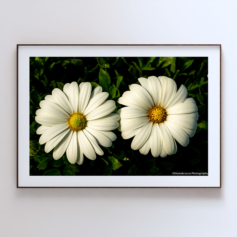 THE ONE - WILDLIFE & NATURE - "White Twins" - LIMITED EDITION 5 of 5