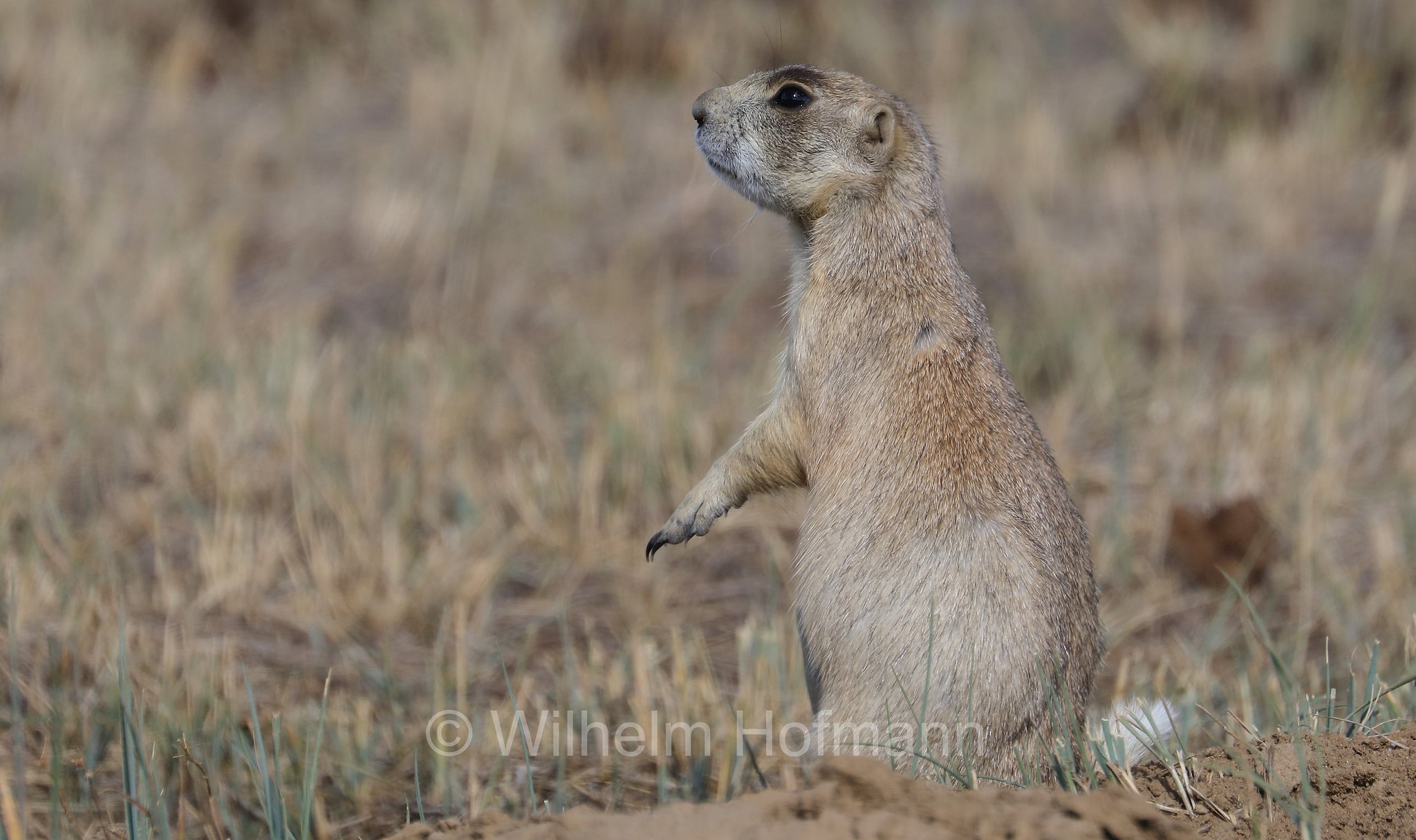 Cynomys leucurus, white-tailed prairie dog, Weißschwanz-Präriehund, cane della prateria dalla coda bianca, Arapaho National Wildlife Refuge, Colorado, USA