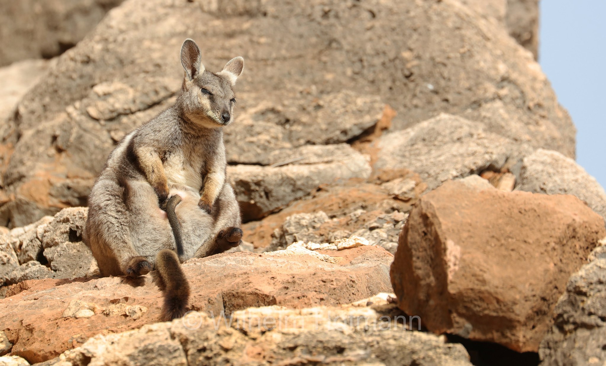 Petrogale lateralis, ﻿black-flanked rock-wallaby, black-footed rock-wallaby, warru, Schwarzpfoten-Felskänguru, wallaby delle rocce dai fianchi neri, wallaby delle rocce dai piedi neri, warru, Mandu Mandu Gorge, Cape Range National Park, Cape-Range-Nationalpark, Western Australia, Westaustralien, Australia Occidentale, Australia, Australien