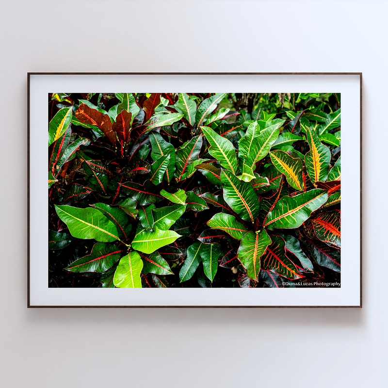 THE ONE - WILDLIFE & NATURE - "Croton" - LIMITED EDITION 5 of 5