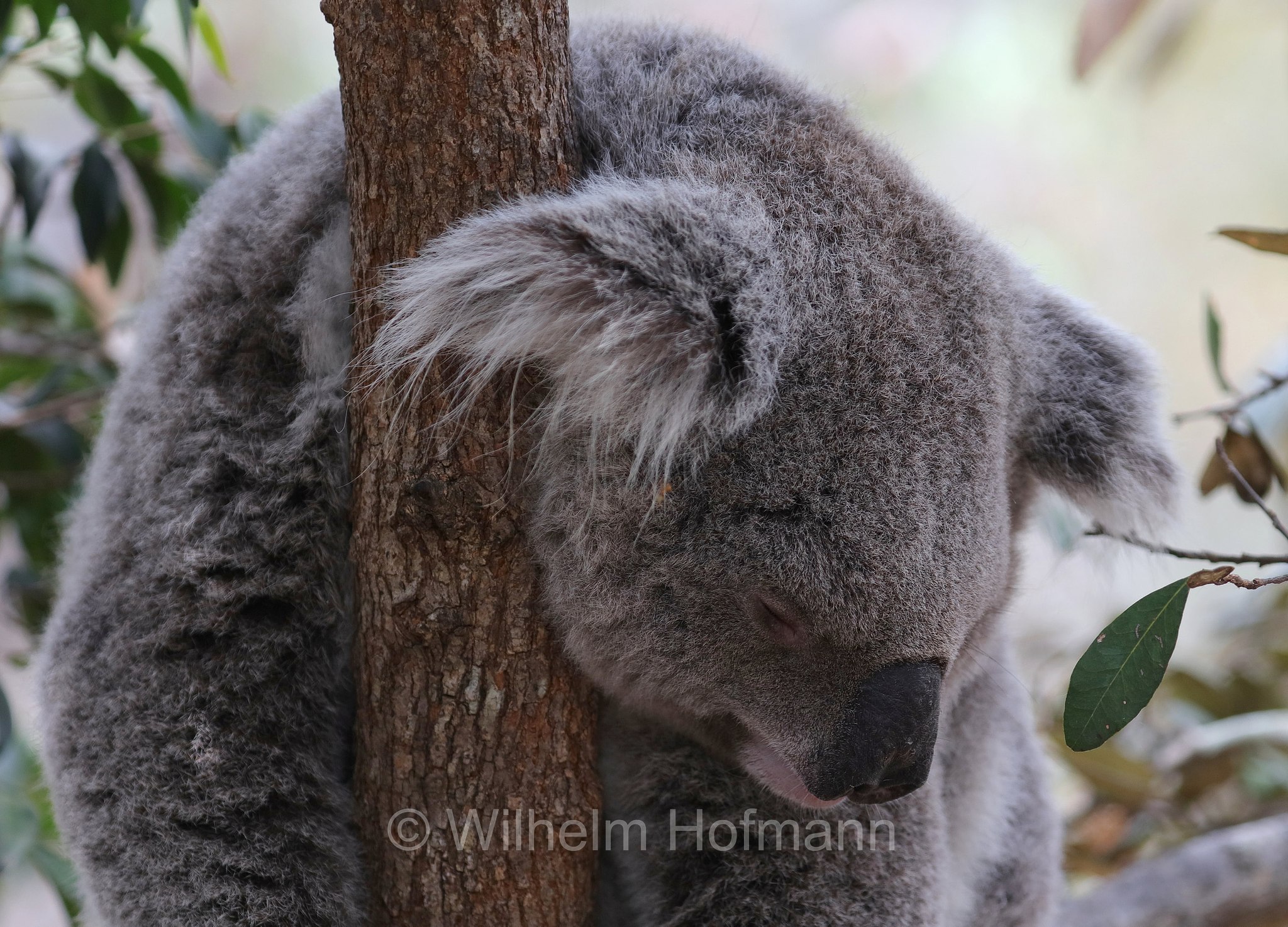 Phascolarctos cinereus, koala, Koala, Beutelbär, Koalabär, koala, coala, fascolarto, Forts Walking Track, Magnetic Island, Queensland, Australia, Australien