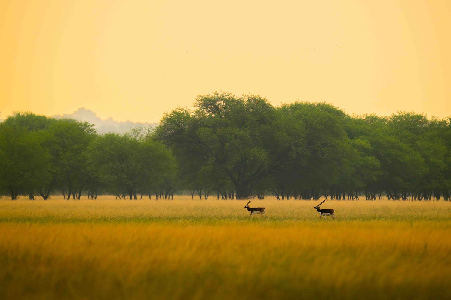 Capturing Wild Moments, Inspiring Journeys