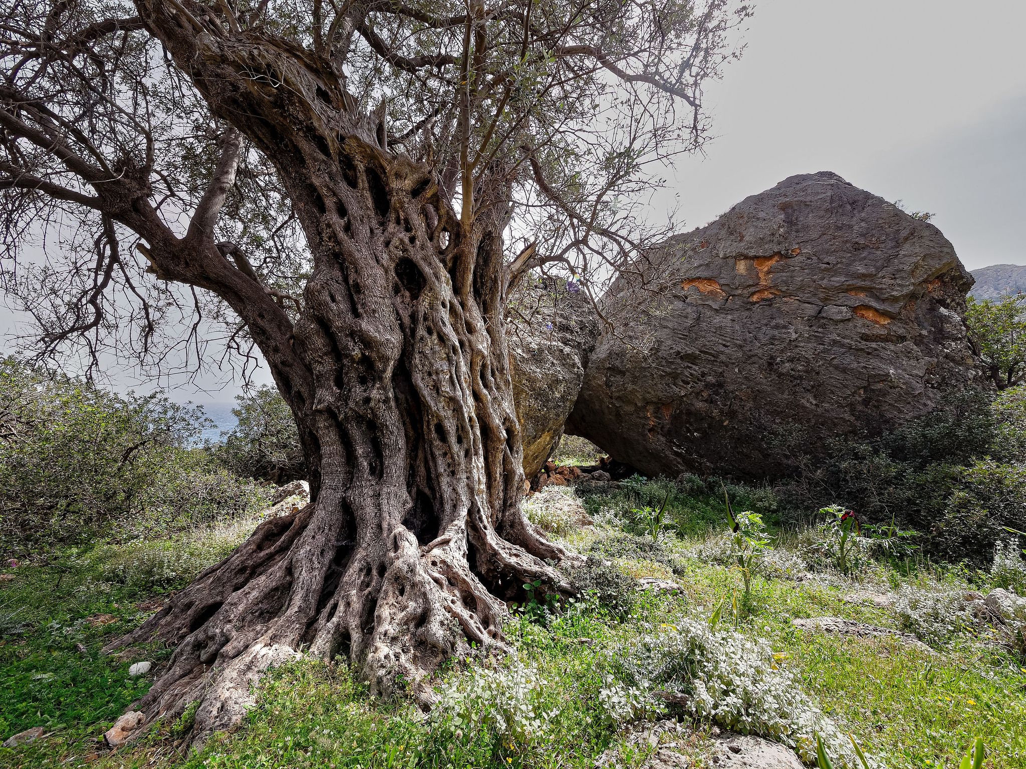 Frühling auf Kreta