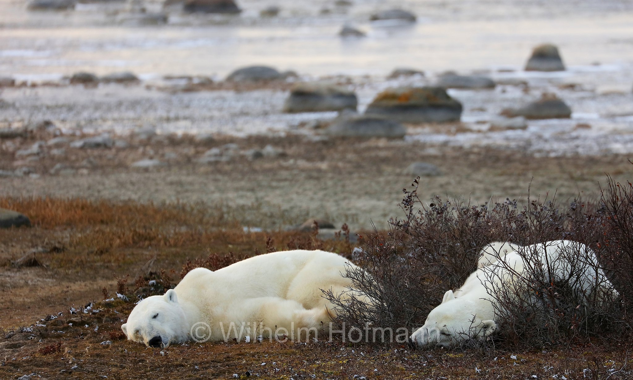 Ursus maritimus, polar bear, Eisbär, Polarbär, orso polare, orso bianco, Polar Bear Reserve, Churchill, Manitoba, Canada, Kanada