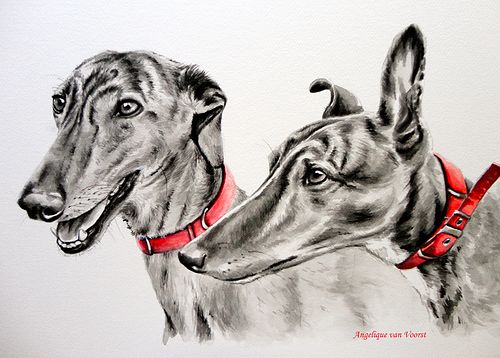 Black and white portrait of two brindle Galgos wearing red collars