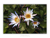 THE ONE - WILDLIFE & NATURE - "Nymphaea Angle" - LIMITED EDITION 5 of 5