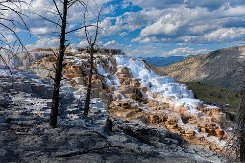 A horizontal fine art landscape photograph of Canary Springs in Yellowstone National Park, showcasing the white and orange travertine terraces alongside skeletal thermal trees.