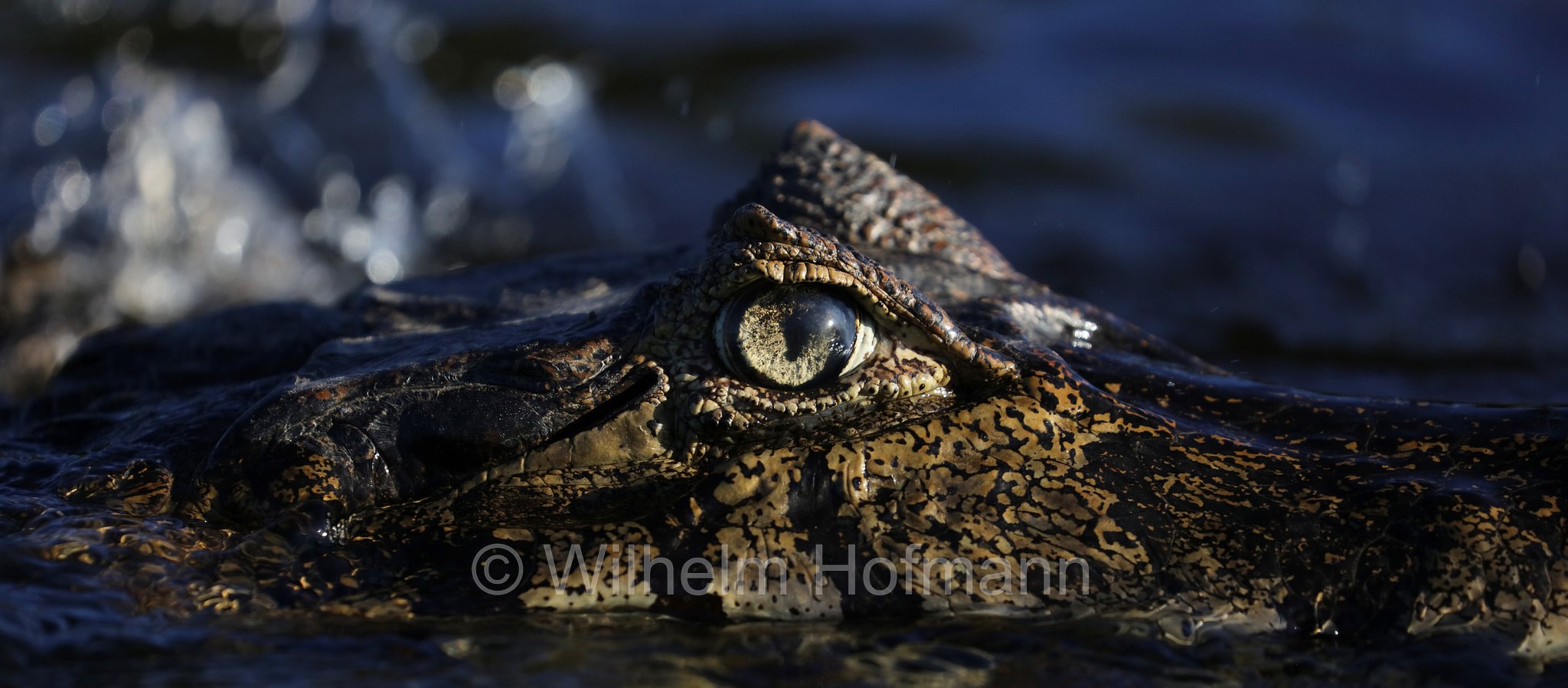 yacare caiman, jacare caiman, Paraguayan caiman, piranha caiman, red caiman, southern spectacled caiman, Brillenkaiman, caimano jacarè, Caiman yacare, Pantanal, Mato Grosso, Brazil, Brasil, Brasile, Brasilien
