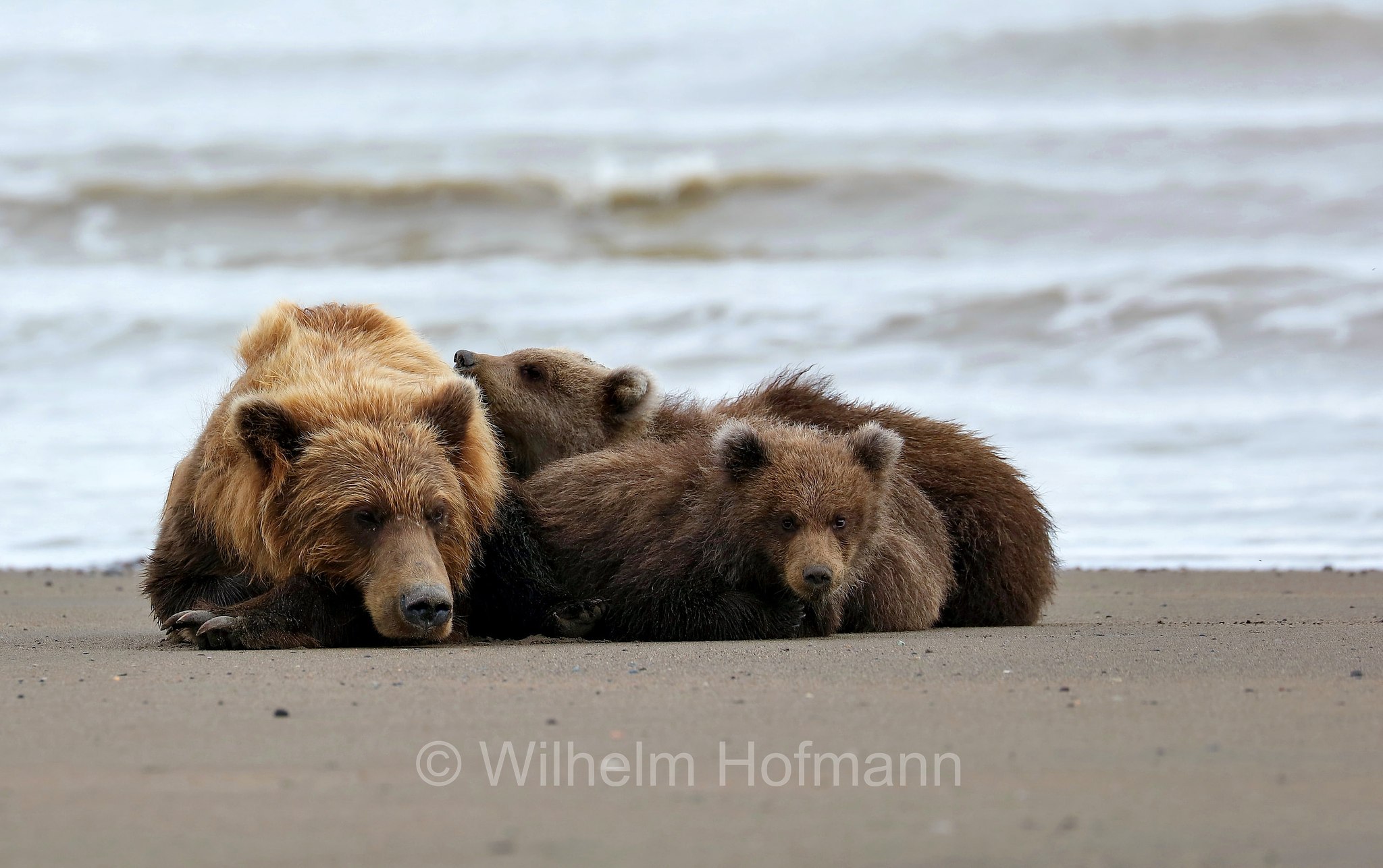 Ursus arctos gyas, Alaska Peninsula brown bear, peninsular grizzly, Alaska-Halbinsel-Braunbär, Alaska-Küstenbraunbär, Alaska-Braunbär, Großer Alaska-Braunbär, orso bruno della penisola dell'Alaska, grizzly peninsulare, grizzly costiero, grizzly gigante, Silver Salmon Creek, Lake Clark National Park, Lake Clark National Park and Preserve, Lake-Clark-Nationalpark, Parco nazionale e riserva di Lake Clark, Alaska, USA