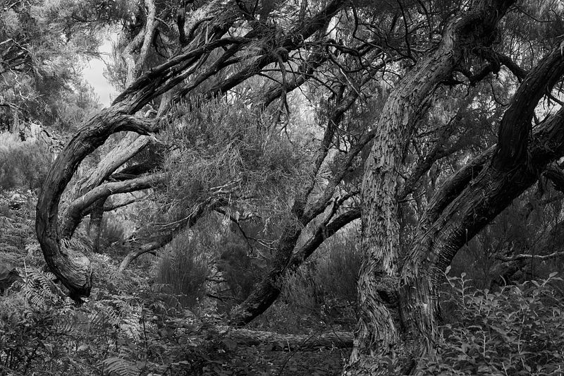 SCALA NATURAE