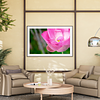 THE ONE - WILDLIFE & NATURE - "Pink Lotus" - LIMITED EDITION 5 of 5