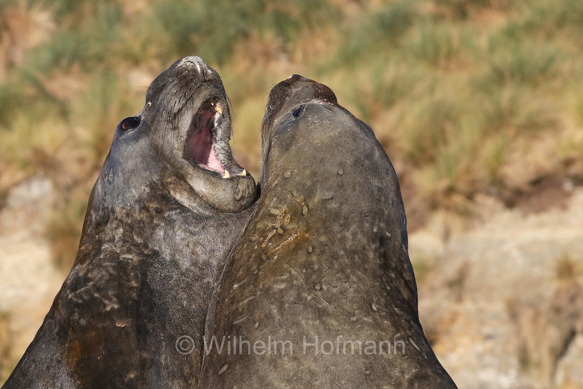 southern elephant seal, Südlicher See-Elefant, elefante marino meridionale, Mirounga leonina, Sealion Island, Sea Lion Island, Isla de los Leones Marinos, Falkland Islands, Falklandinseln, Isole Falkland