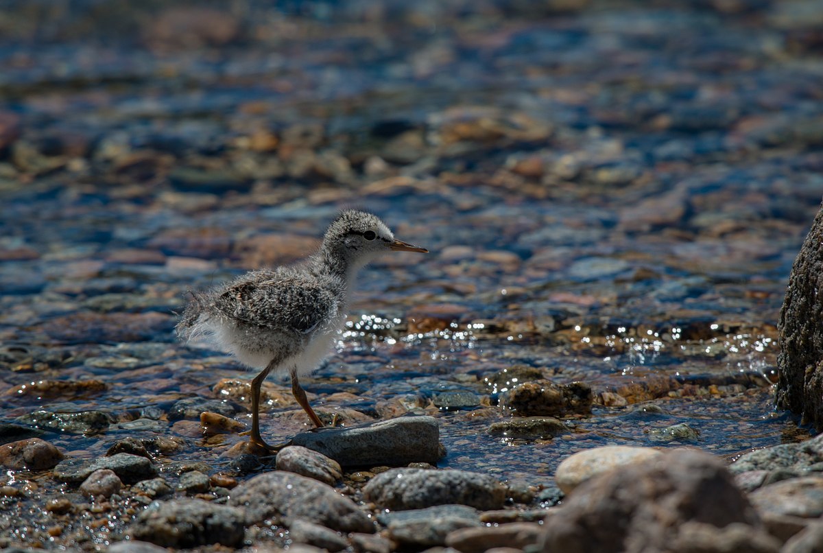 Baby Sandpiper