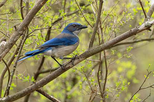 A vibrant blue Woodhouse’s Scrub-Jay perched on a budding spring branch in the Texas Hill Country.