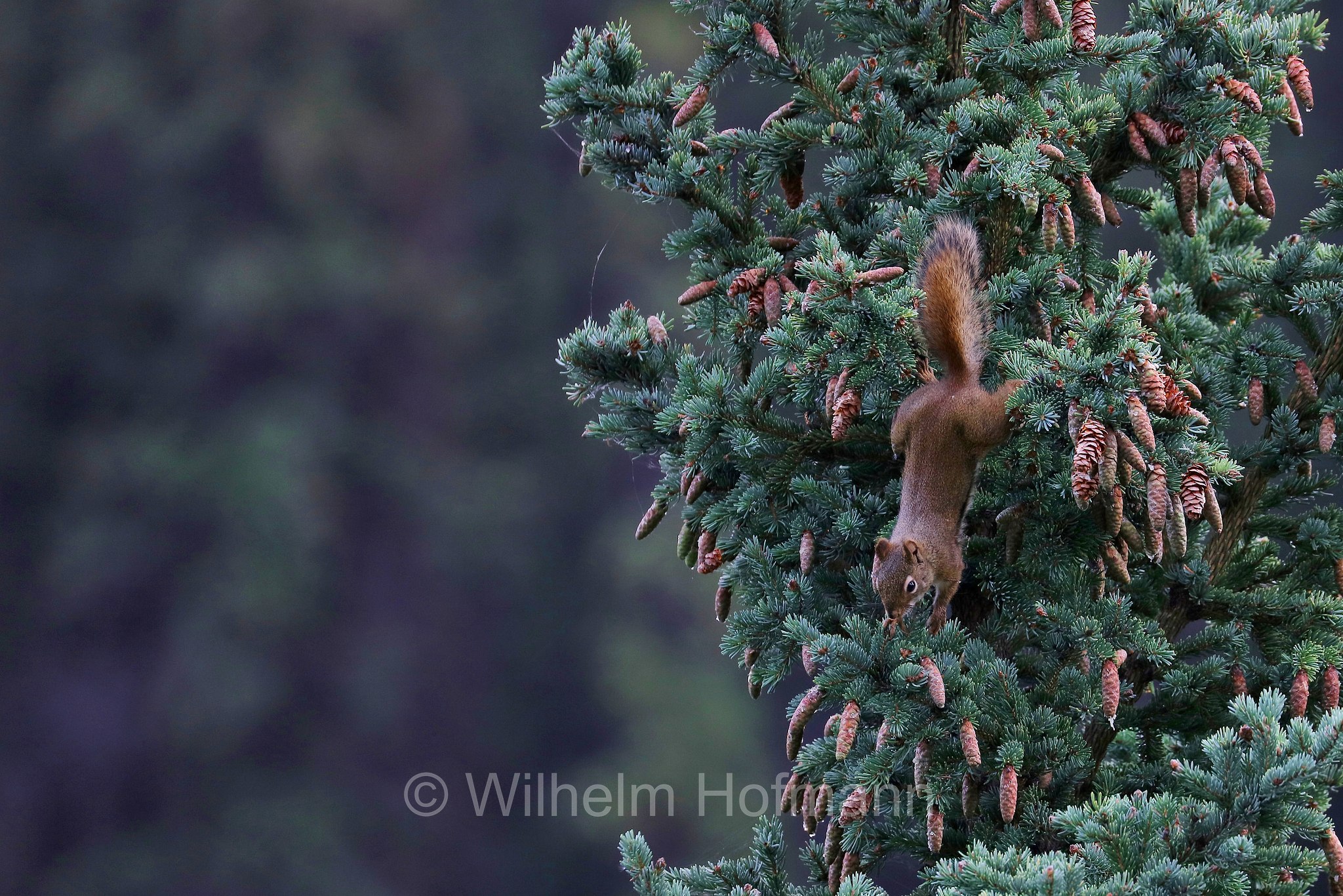 Tamiasciurus hudsonicus, American red squirrel, pine squirrel, piney squirrel, North American red squirrel, chickaree, boomer, red squirrel, Gemeines Rothörnchen, scoiattolo rosso nordamericano, Horseshoe Lake, Denali National Park, Denali National Park and Preserve, Denali-Nationalpark, Parco nazionale del Denali, Alaska, USA