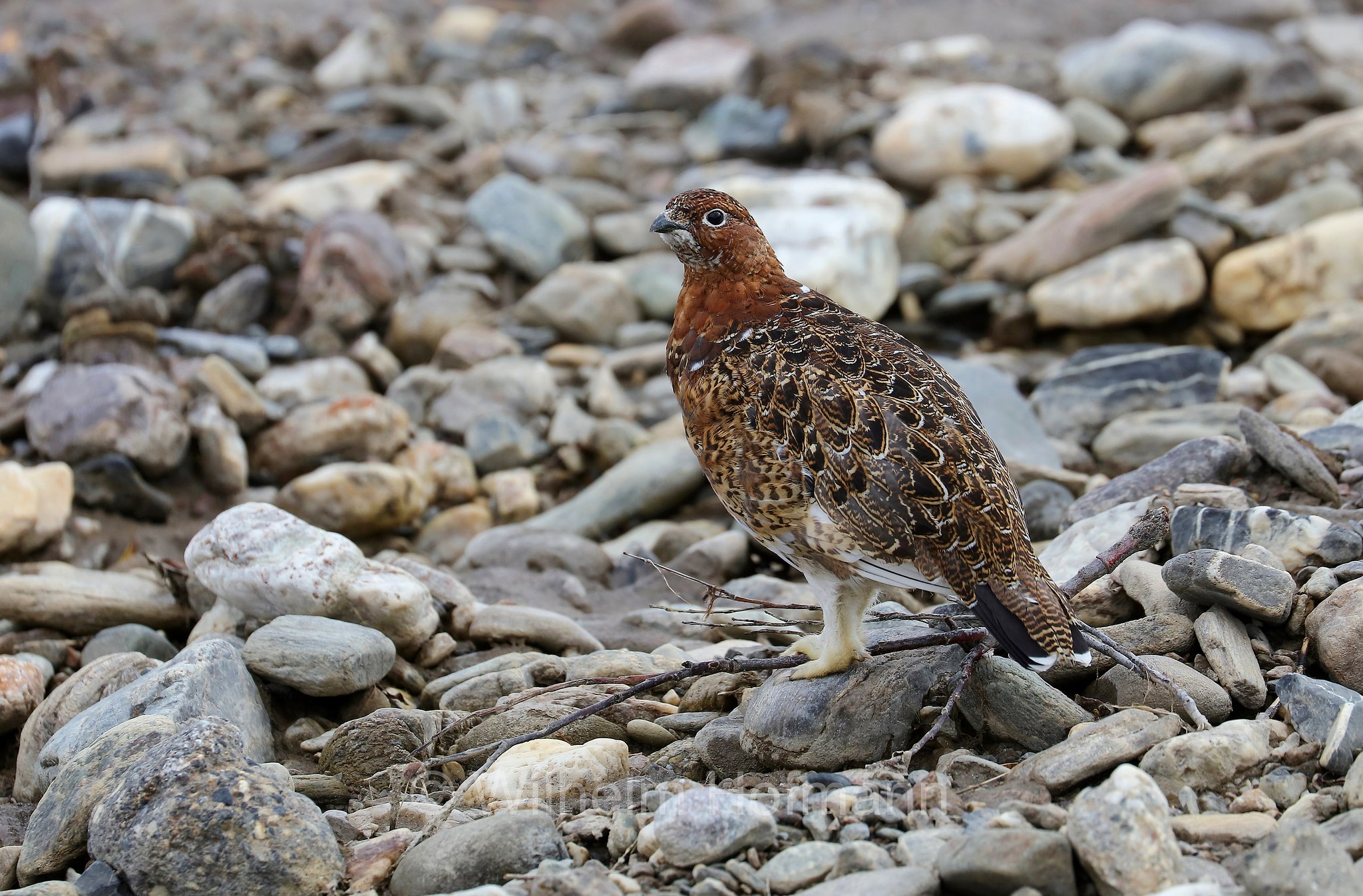 Lagopus lagopus, willow ptarmigan, willow grouse, Moorschneehuhn, pernice bianca nordica, lagopo, Savage River, Denali National Park, Denali National Park and Preserve, Denali-Nationalpark, Parco nazionale del Denali, Alaska, USA