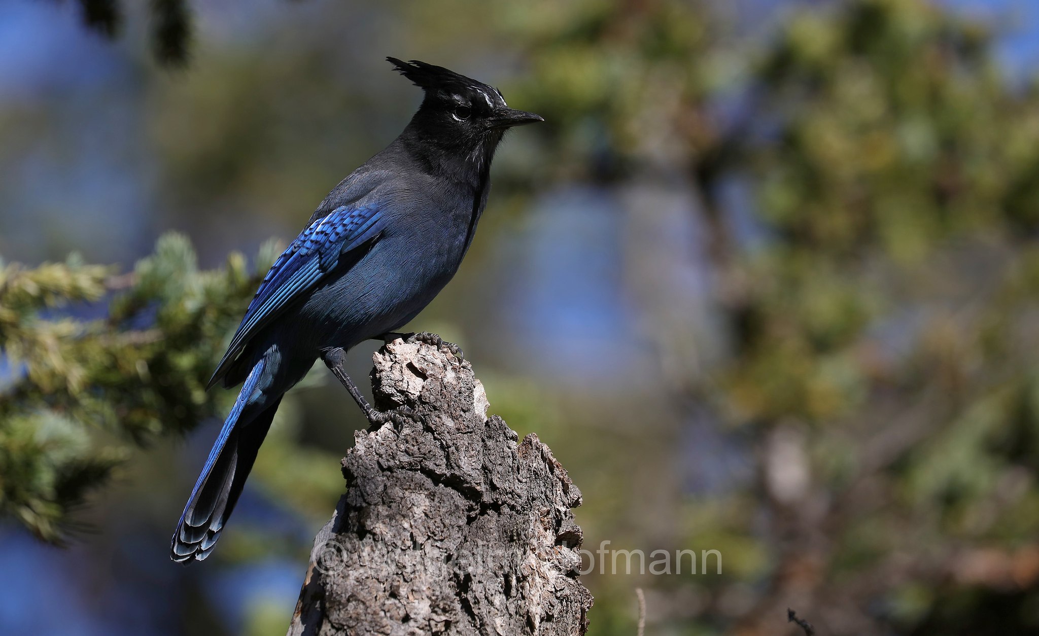 Cyanocitta stelleri macrolopha, Steller's jay, Diademhäher, ghiandaia di Steller, Ouzel Lake, Rocky Mountain National Park, Rocky-Mountain-Nationalpark, parco nazionale delle Montagne Rocciose, Colorado, USA