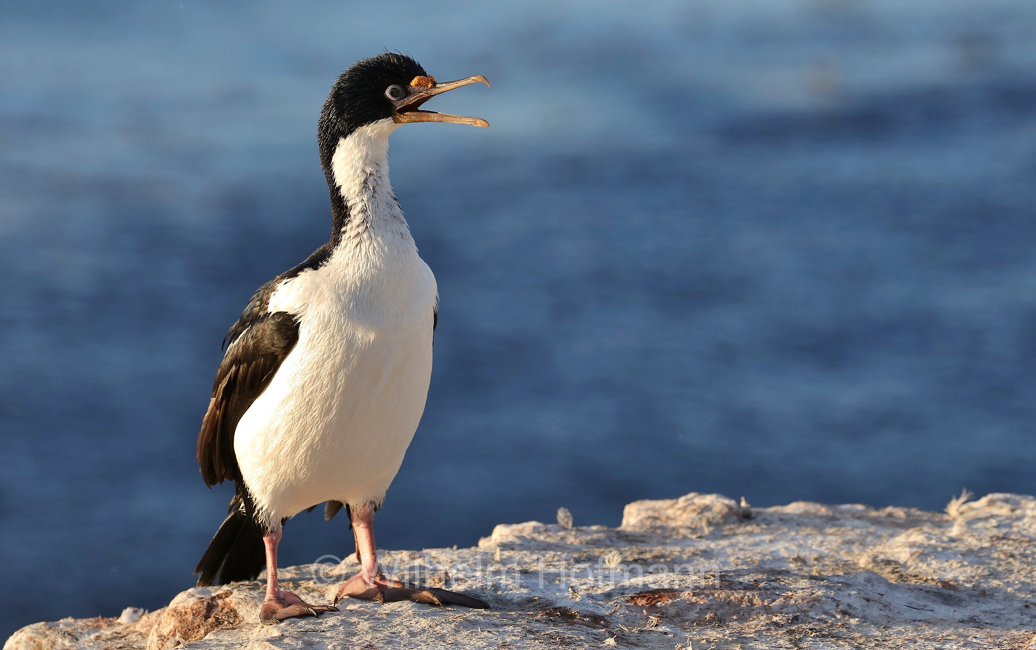 imperial shag, imperial cormorant, blue-eyed shag, blue-eyed cormorant, Blauaugenscharbe, Antarktischer Kormoran, cormorano imperiale, Leucocarbo atriceps, Bleaker Island, Isla María, Falkland Islands, Falklandinseln, Isole Falkland