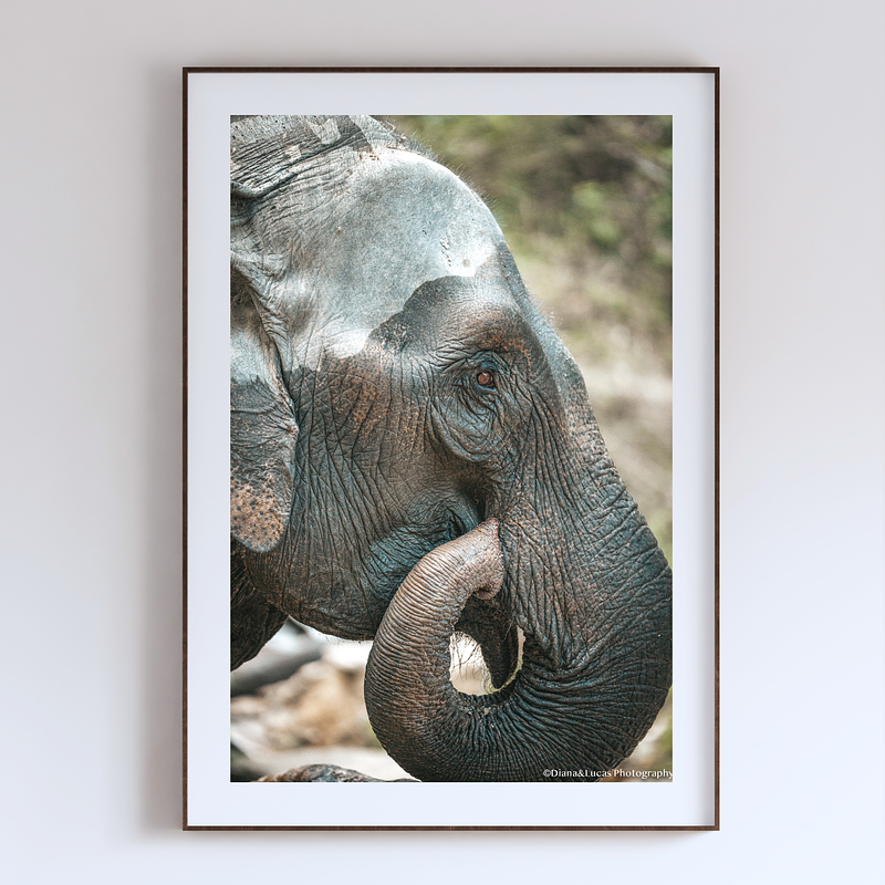THE ONE - WILDLIFE & NATURE - "The Quiet Moment" - LIMITED EDITION 3 of 5