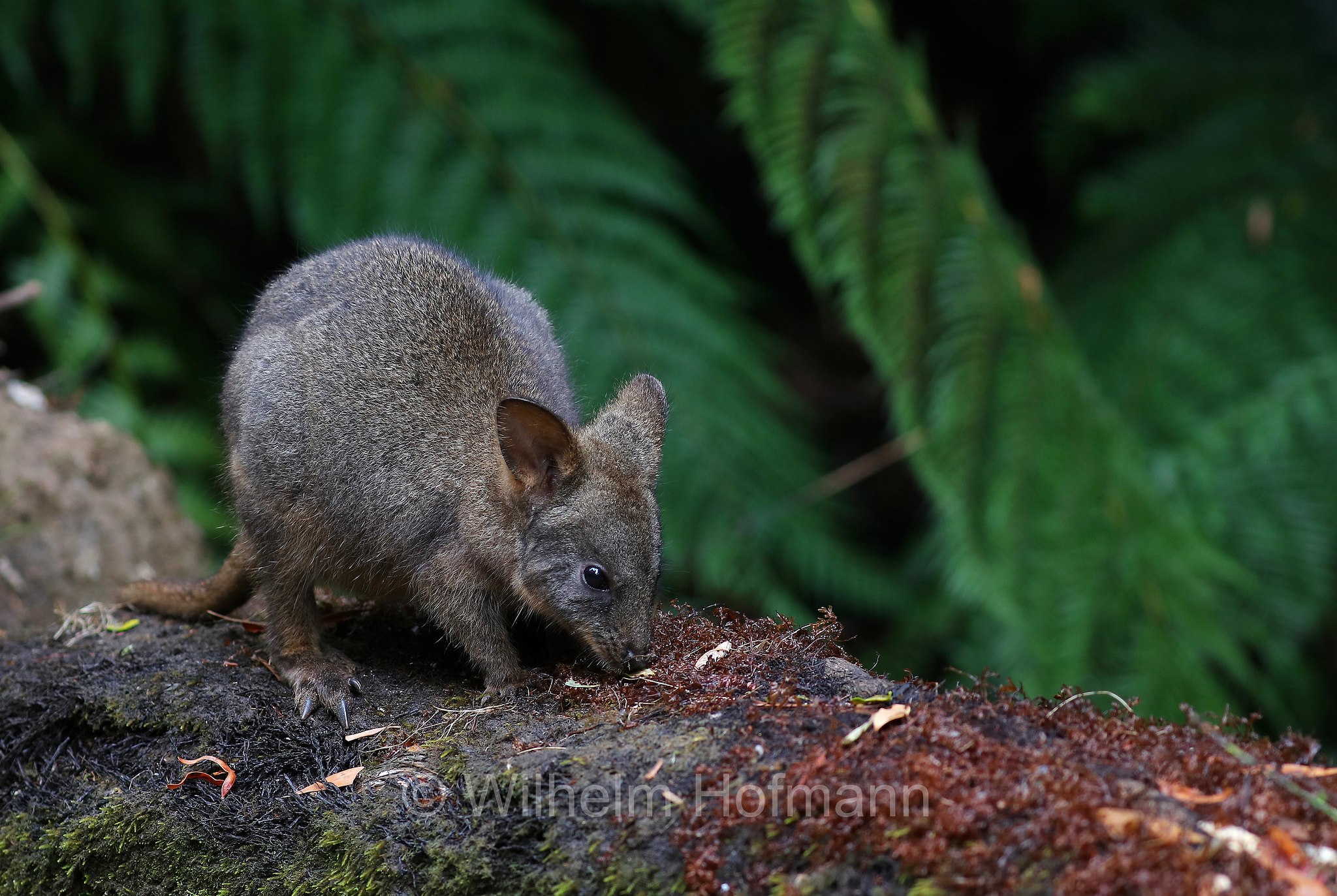 Tasmanian pademelon, rufous-bellied pademelon, red-bellied pademelon, Rotbauchfilander, pademelon della Tasmania, pademelon dal ventre rossiccio, pademelon dal ventre rosso, Thylogale billardierii, Fern Glade Platypus Reserve, Tasmania, Tasmanien, Australia, Australien