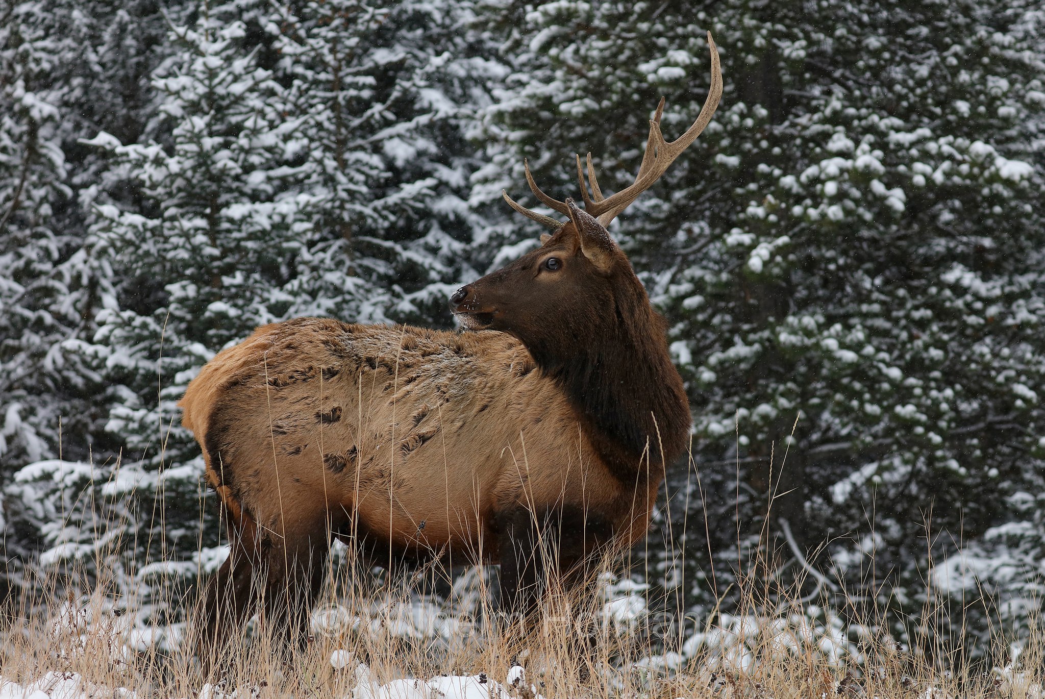 Cervus canadensis, wapiti, Wapiti, Wapiti-Hirsch, vapiti, Lake Minnewanka Scenic Drive, Banff National Park, Banff-Nationalpark, Parco nazionale Banff, Alberta, Canada, Kanada